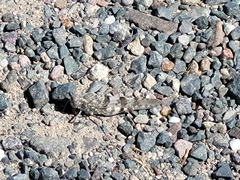 Oedipoda caerulescens