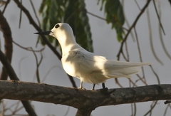 Gygis alba
