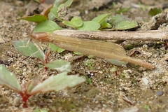 Ischnura pumilio