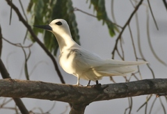 Gygis alba