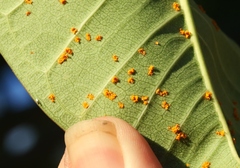 Coleosporium plumeriae