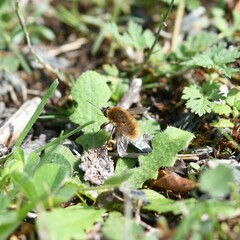Bombyliinae