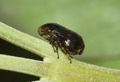 Clastoptera xanthocephala