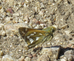 Hesperia viridis