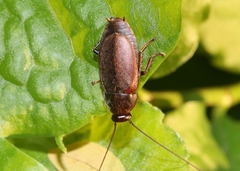 Diploptera punctata