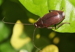 Diploptera punctata