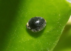 Apolinus lividigaster
