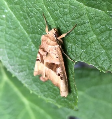 Phlogophora