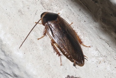 Pycnoscelus indicus