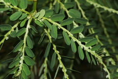 Phyllanthus leucanthus