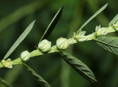 Phyllanthus leucanthus