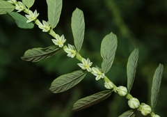 Phyllanthus leucanthus