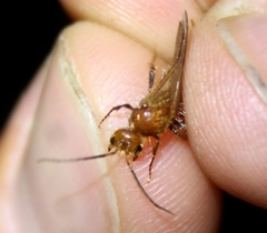 Sphaeropthalma unicolor