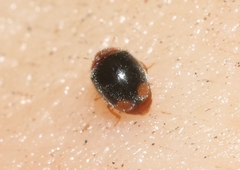 Diomus roseicollis