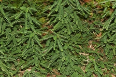 Phyllanthus leucanthus