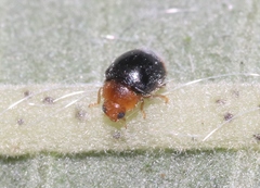 Diomus roseicollis