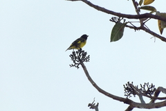 Spinus magellanicus