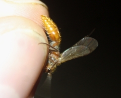 Sphaeropthalma unicolor