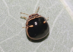 Coptosoma xanthogramma