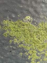 Chrysothrix candelaris