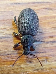 Otiorhynchus rugosostriatus