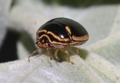 Coptosoma xanthogramma