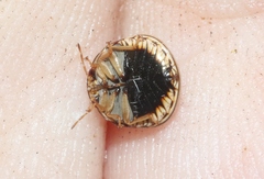 Coptosoma xanthogramma