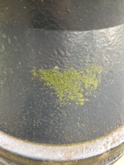 Chrysothrix candelaris