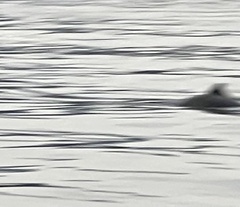 Phocoena phocoena