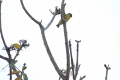 Spinus magellanicus