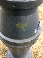 Chrysothrix candelaris