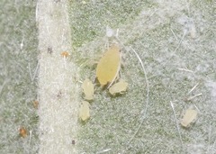 Aphis gossypii