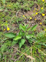 Viola ambigua