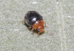 Diomus roseicollis