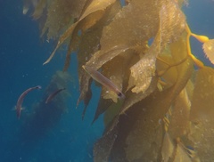 Halichoeres californicus