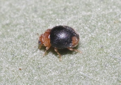 Diomus roseicollis