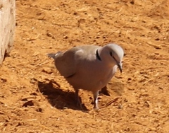 Streptopelia capicola