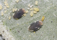 Diomus roseicollis