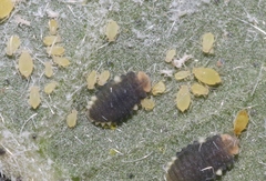 Aphis gossypii