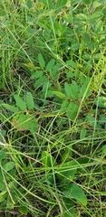 Mimosa microphylla