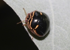 Coptosoma xanthogramma