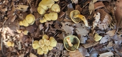 Hypholoma subviride