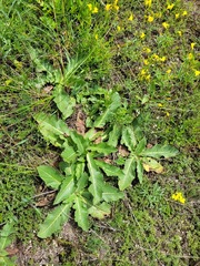 Taraxacum serotinum