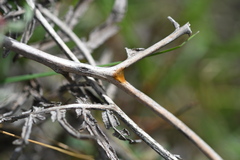 Spilostethus saxatilis