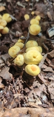 Hypholoma subviride