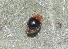 Diomus roseicollis