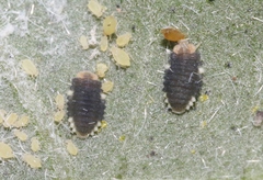 Diomus roseicollis