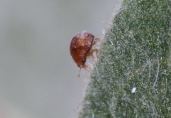 Delphastus pallidus