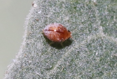 Delphastus pallidus