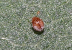 Delphastus pallidus